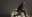 shannon-wright-site-internet